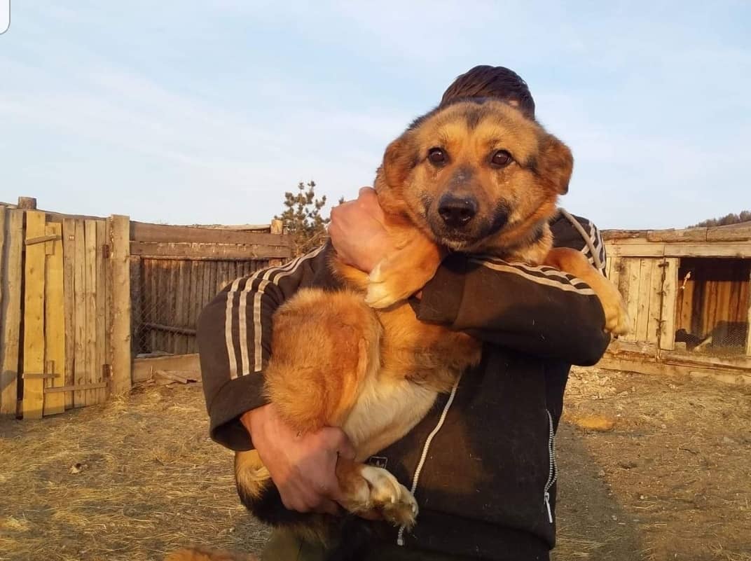 Das größte Tierheim für heimlose Tiere in Russland am Baikalsee